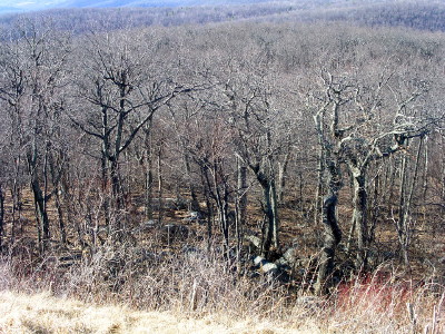 [The forest is a lot of relatively short gnarly-looking tree trunks and branches, although there are a few trees with straight trunks (probably a different type of tree).]